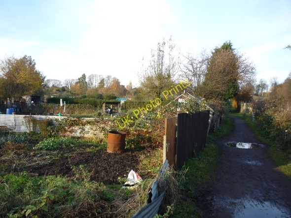 Photo 6"x4" Low Moor Allotments York\/SE5951 c2010