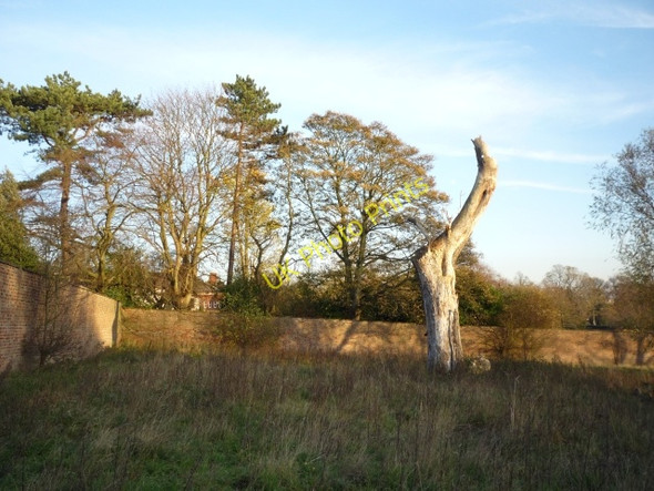 Photo 6"x4" Dead tree and The Retreat York\/SE5951 c2010