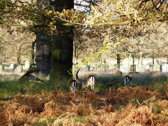 Photo 6"x4" Deer in the bracken, Dunham Park Dunham Town c2010