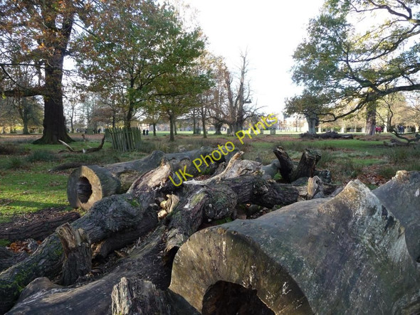 Photo 6"x4" Felled trees, Dunham Park Dunham Town c2010