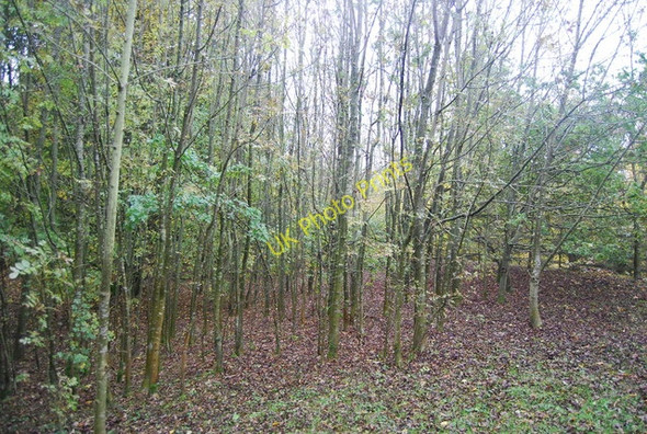 Photo 6"x4" Woodland by the M26 Borough Green c2010