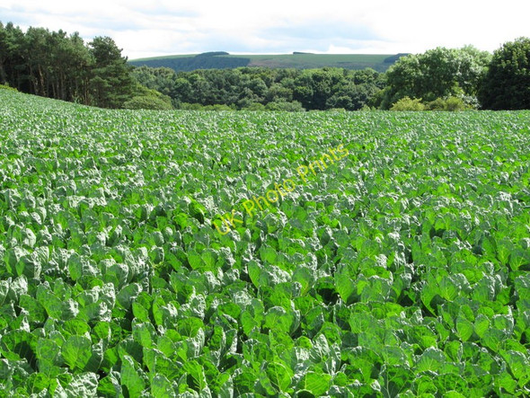 Photo 6"x4" A cabbage field at Springfield Oldhamstocks c2009