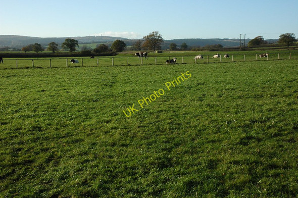 Photo 6"x4" Cattle near Northwood Green Northwood Green c2010