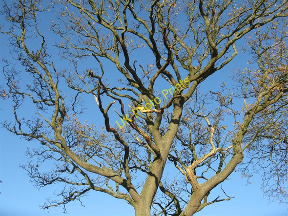 Photo 6"x4" Hedgerow oak Carrington\/NT3160 c2010