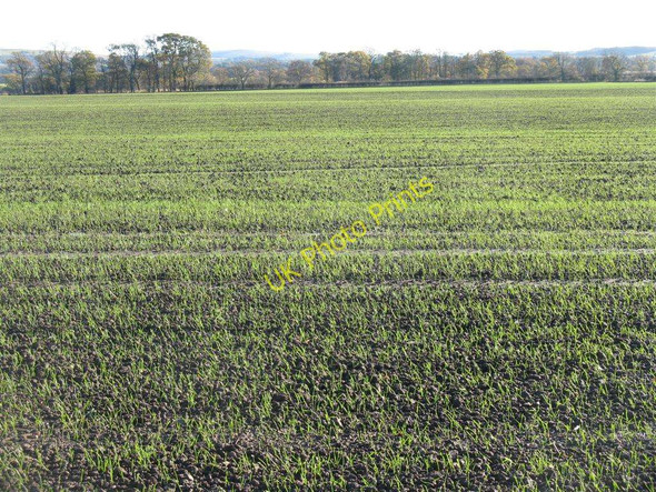 Photo 6"x4" Winter cereals, looking towards Aikendean Carrington\/NT3160 c2010