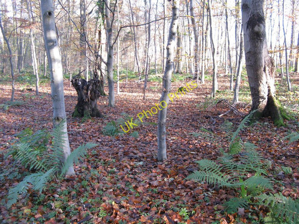 Photo 6"x4" Woodland near Dalhousie Carrington\/NT3160 c2010