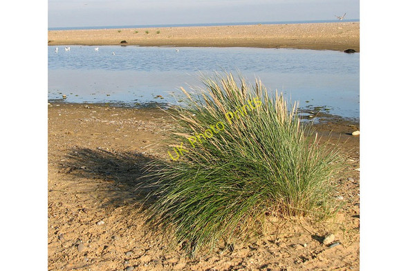Photo 6"x4" Marram grass on Kessingland Beach Kessingland c2010