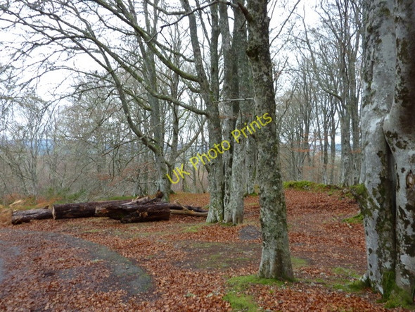 Photo 6"x4" Woods near Foxhole Glaichbea c2010