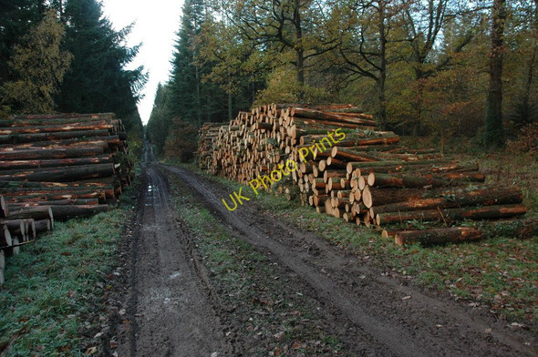 Photo 6"x4" Forestry activity, Ley Wood Northwood Green c2010