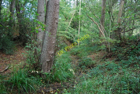 Photo 6"x4" Small stream in Mab's Wood Best Beech Hill c2010