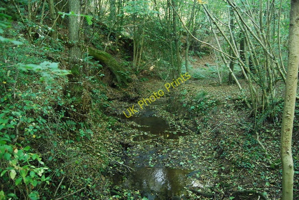 Photo 6"x4" Stream in Chase Wood Best Beech Hill c2010