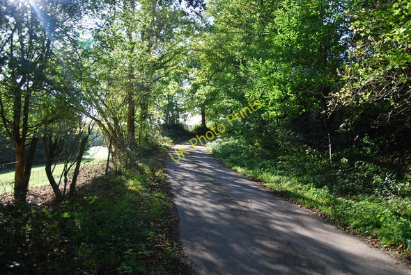 Photo 6"x4" Partridge Lane Best Beech Hill c2010