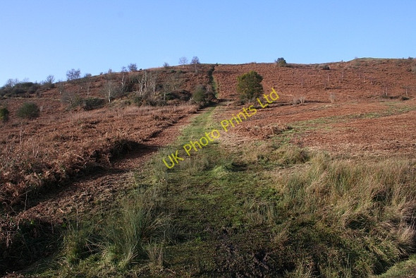 Photo 6"x4" Steep Path up Swinyard Hill Chandler's Cross\/SO7738 c2008