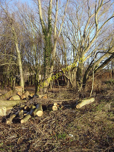 Photo 6"x4" Felled timber in Colwick Country Park Carlton\/SK6041 c2008