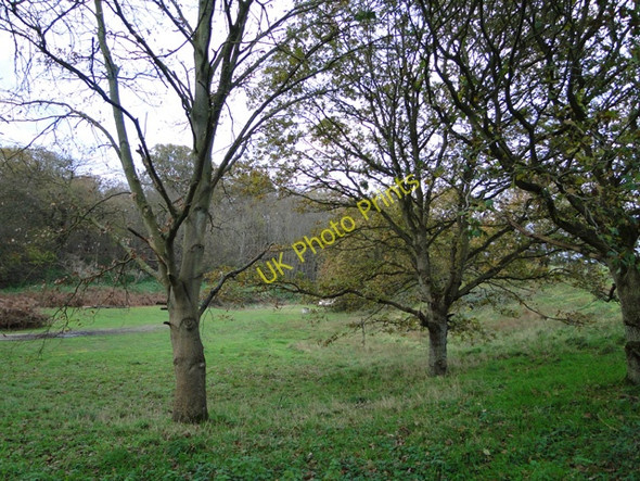 Photo 6"x4" Woodland in Henham Park near the A12 Wangford\/TM4679 c2010