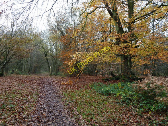 Photo 6"x4" Bridleway, Banstead Heath Kingswood\/TQ2456 c2010