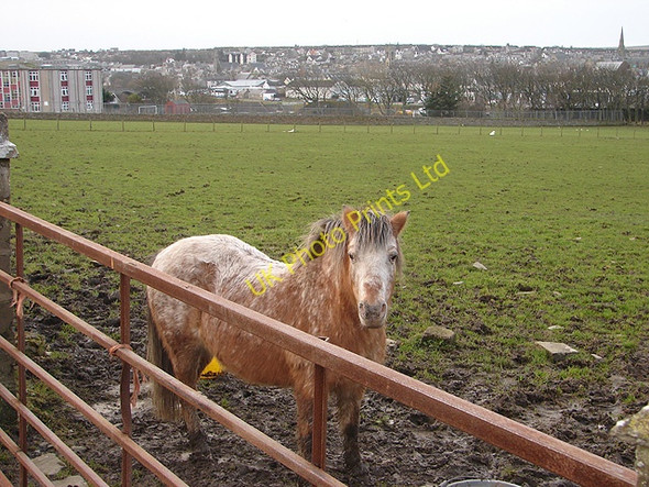 Photo 6"x4" Pony at Thurso East Thurso c2007