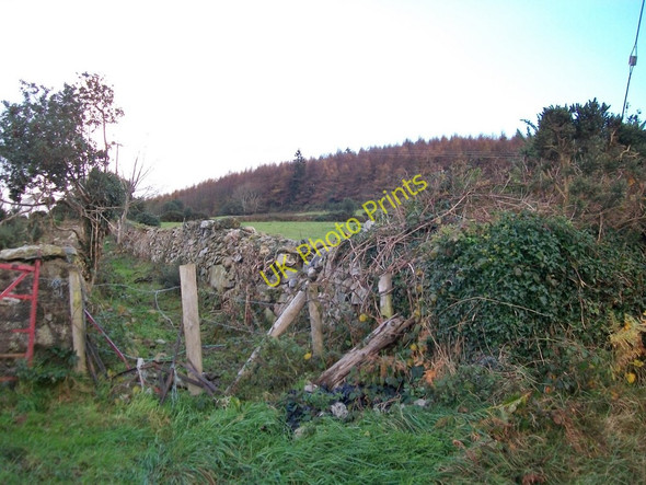 Photo 6"x4" The south-eastern edge of the Bunkers Hill woodland Annsborough c2010