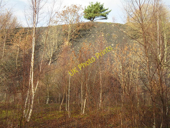 Photo 6"x4" Tree on spoil tip Loanhead\/NT2765 c2010