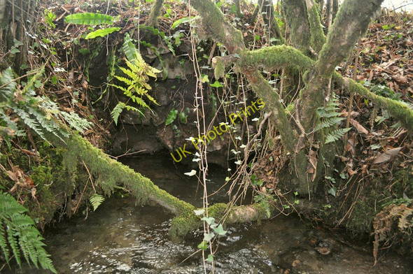 Photo 6"x4" The river Caen emerging from underneath the B3230 into Stowford Plantation Bittadon c2010