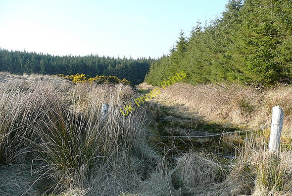 Photo 6"x4" Forestry at Boolynagleragh Liscasey c2010