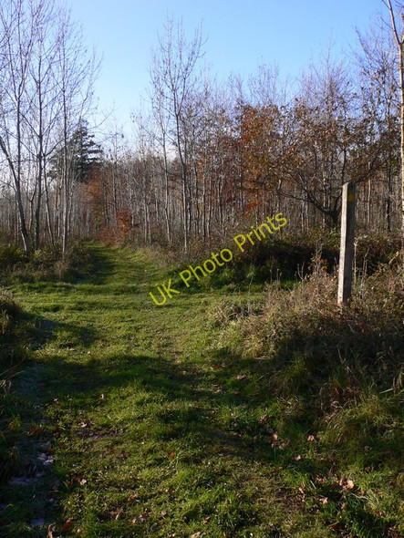 Photo 6"x4" View west along footpath in Phillis Wood Hooksway c2010