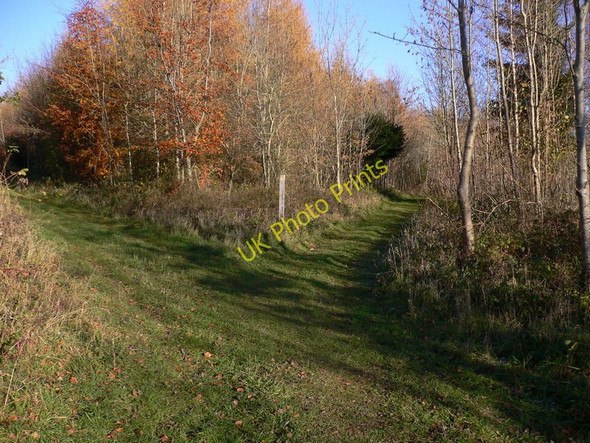 Photo 6"x4" Track crosses footpath in Phillis Wood Hooksway c2010