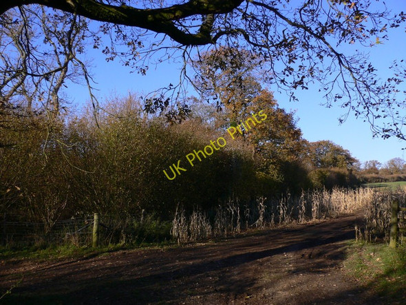 Photo 6"x4" Looking north on Gutteridge Row Hooksway c2010