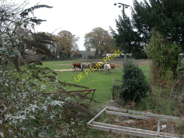 Photo 6"x4" St Leonards, cattle Trickett's Cross c2010