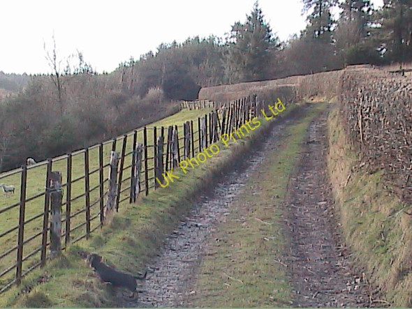 Photo 6"x4" Up the track from Bryn Newydd Bryn-newydd c2008