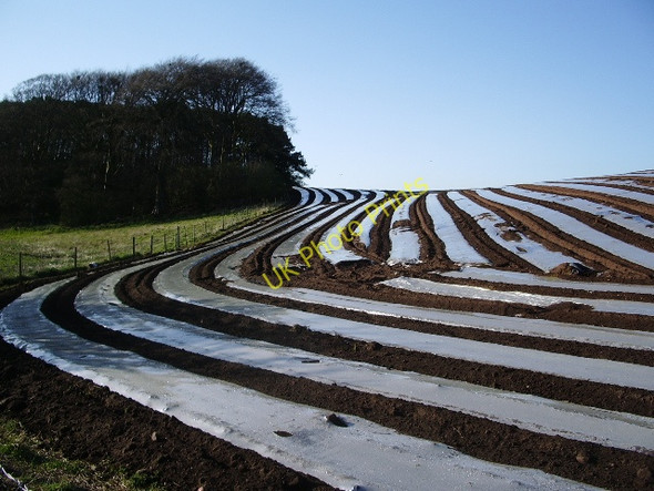 Photo 6"x4" Strip farming near Howend Longtown\/NY3868 c2008