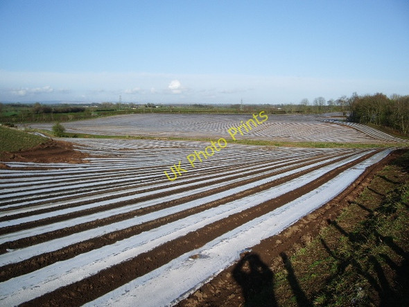 Photo 6"x4" Strip farming near Howend Longtown\/NY3868 c2008 P1