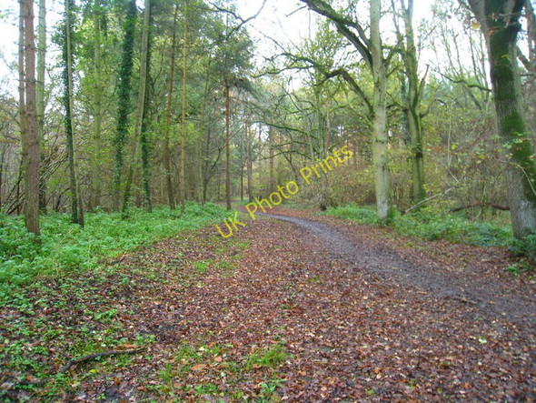 Photo 6"x4" Track within Morgaston Woods Salters Heath\/SU6157 c2010
