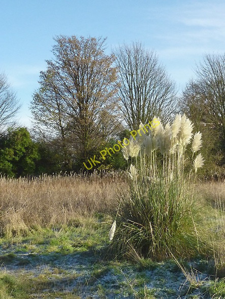 Photo 6"x4" Rough land by Goldthorn Park, Wolverhampton Sedgley c2010