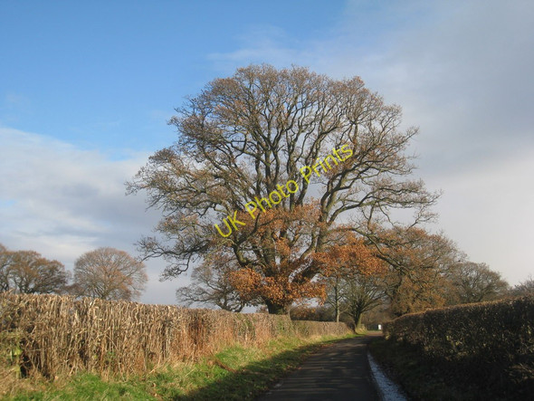 Photo 6"x4" The lane to Wetheral Priory Wetheral c2010