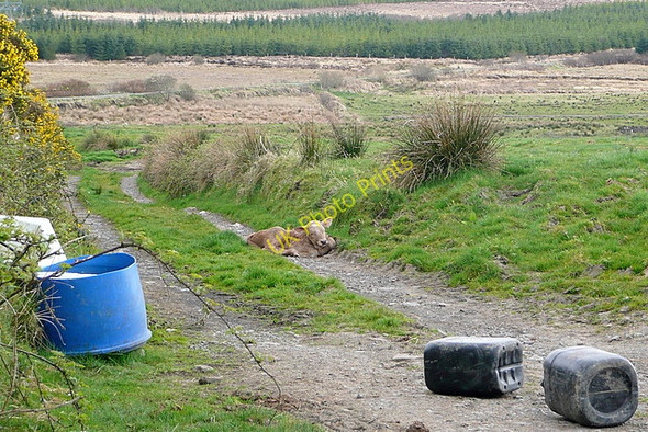 Photo 6"x4" Track at Glenmore Kilmihil c2010