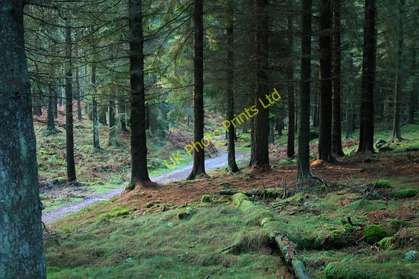 Photo 6"x4" In Sheepshaw Plantation Howgill\/SE0659 c2008