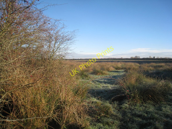 Photo 6"x4" Sedge field Rockcliffe Cross c2010