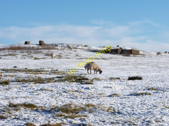Photo 6"x4" The surface remains of the Gatten barytes mine Stiperstones\/SJ3600 c2010
