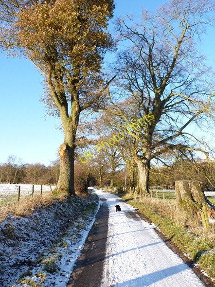 Photo 6"x4" Beech row at Gatten Bridges\/SO3996 c2010