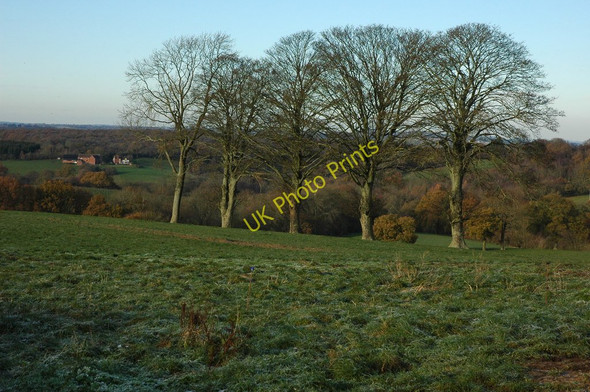 Photo 6"x4" Trees near Gybhouse Farm Buckridge c2010