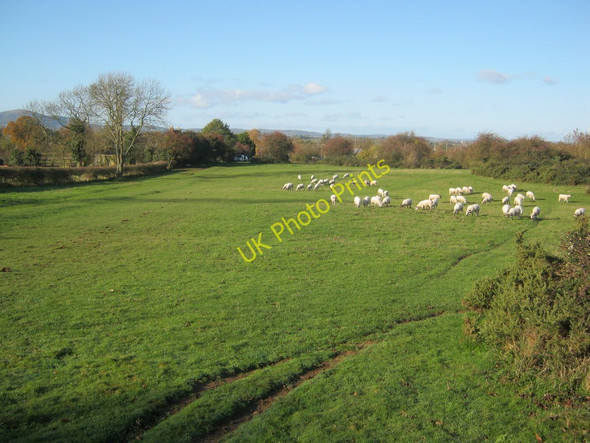 Photo 6"x4" Sheep grazing on Kempsey Common Brook End\/SO8649 c2010