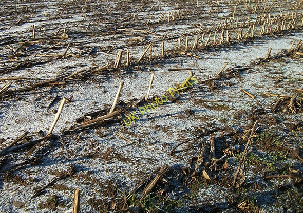 Photo 6"x4" Frozen field of maize stubble Birch Heath c2010