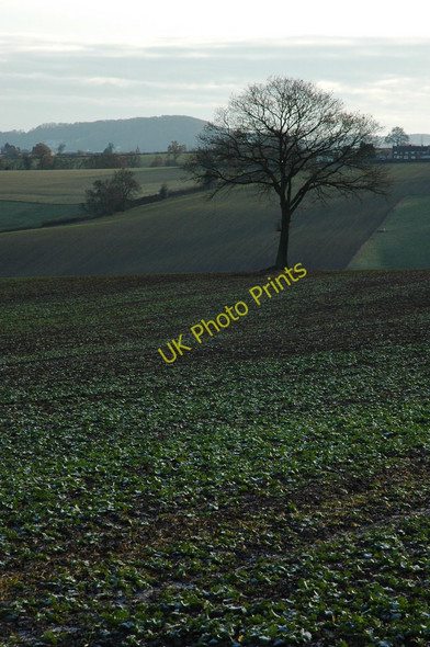 Photo 6"x4" Tree in arable land near Rock Bliss Gate c2010