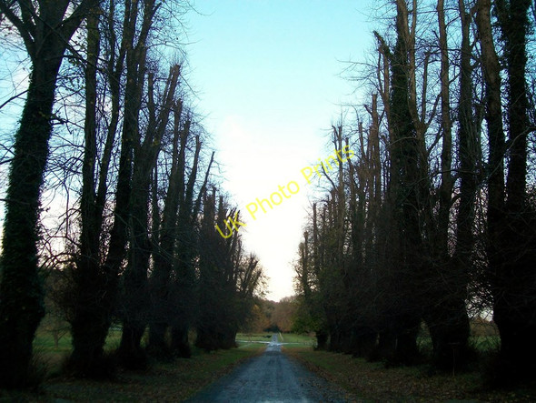 Photo 6"x4" Lime Avenue, Castlewellan Castle Castlewellan c2010