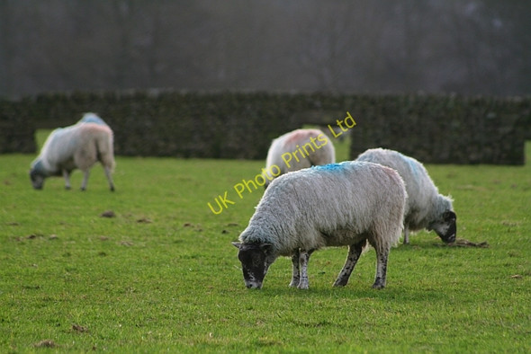 Photo 6"x4" Sheep by the Wharfe (2) Drebley c2008