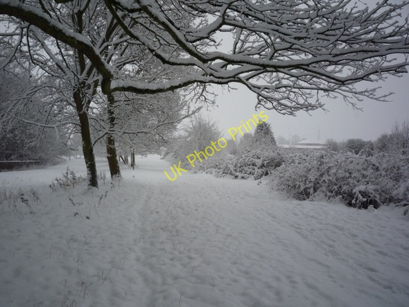 Photo 6"x4" Trees on Walmgate Stray York\/SE5951 c2010