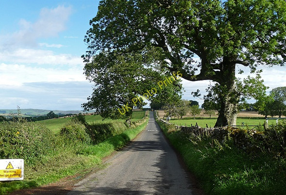 Photo 6"x4" Country road near Cartington (1) Cartington c2010