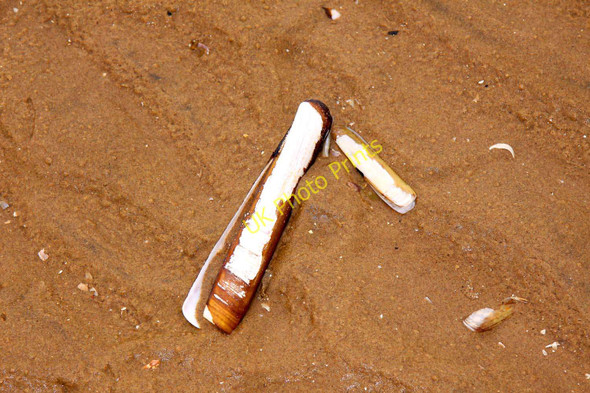 Photo 6"x4" Razor shell on Ainsdale Beach Ainsdale-on-Sea c2010