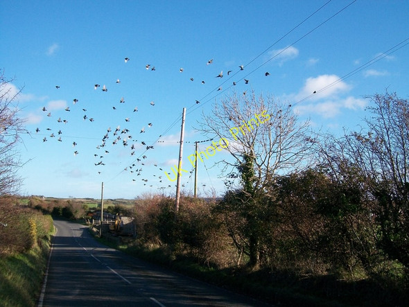 Photo 6"x4" A small flock of inmigrant starlings near Blackstaff Bridge Clough\/J4040 c2010